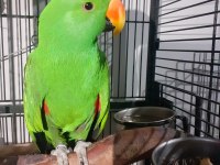 KOLEKSİYONLUK ARAYANLAR ECLECTUS