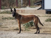 FCI A Şecere Malinois
