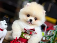 Pomeranian şecereli teacup
