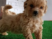 Maltipoo köpeği yavrularımız