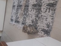 Scottish fold dişi