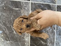 Orjinal minyatür toy poodle yavrular