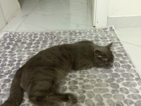 Sevimli kedi