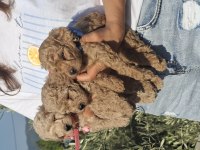 Toy Poodle Yavrularım Sahiplendirilmeye Hazır