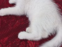 Scottish fold oğlumuza yuva arıyoruz
