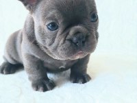 Egzotic French Bulldog Yavruları İzmir