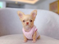 Mini Boy Oyuncak Gibi Chihuahua