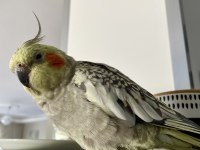 Evcil 9 aylık Sultan Papağanı Kafesiyle birlikte