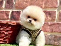 Safkan pomeranian yavrular
