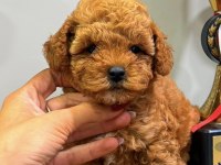 RED DİŞİ TEACUP TOY POODLE