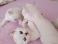 British shorthair kedi yavrusu