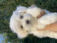 Anne Altından 0 Numara Maltese Terrier(Rezerve etmek için)