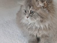 Anne Altından British Longhair Bebekler