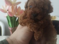 Teacup red brown korekan erkek poodle yavru