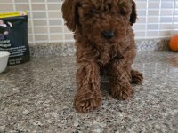 Toy Poodle Ailenizin Yeni Üyesi olmak istiyorum