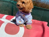 Tüm Aşıları Bitmiş Son 2 Kardeş Maltipoo