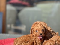 Teslime Hazır Kg Garantili Toy Poodle Yavrular