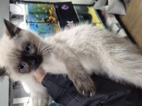 CİNS YAVRU KEDİLER