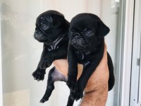 Pug ev ortamında olup beyaz ve siyah renkte bulunur