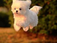 MALTESE YAVRULAR