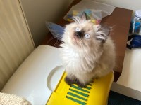 British longhair chocolate point erkek