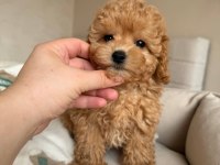 Toy poodle yavru köpeklerimiz