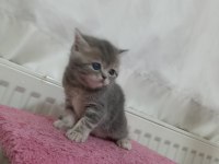 GÜZELLER GÜZELİ EXOTİC SHORTHAİR