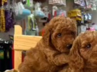 Toy poodle minyatür