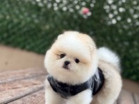 Birbirinden Güzel ve Sevimli Pomeranian Yavrularımız