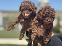 Ankarada ziyarete açık toy poodle yavrularımız