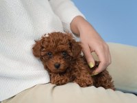KOYU RENK TOY POODLE YAVRULARI