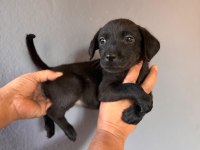 Labrador bebeklerimiz için acele edin
