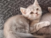 Sahibinden scottish fold yavrular
