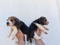 Beagle yavrular