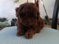 Orjinal Toy Poodle