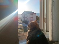 1 yaşında erkek golden tabby kedimiz