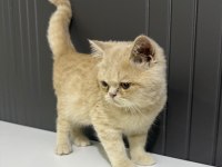 3 aylık british shorthair kedimiz