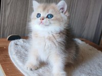 Blue golden dişi yavru kedimiz