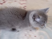 Minik Prenses British Shorthair