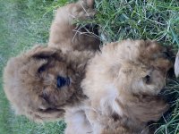 Orjinal Maltipoo Bebekler