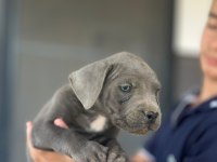 Yavru aslan cane corso