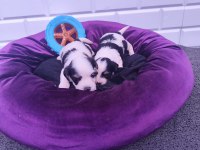 Kore Kan Minicik Morkie Yavruları