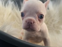 Ev bakımı french bulldog yavrularım