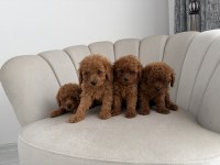 Evde beslediğim kendi köpeklerim