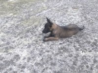 Kalite malinois yavruları 1 dişi ve 1 erkek