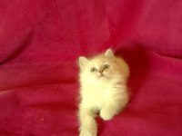 Tatlı kızımız british longhair