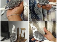 65 Günlük Yavru ev üretimi WF Pearl ele alışkın sultan