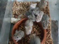 Uygun fiyatlı gonzales hamster