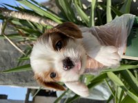 Cavalier King Charles yavrular