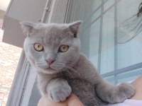 Evcil scottish fold tuvalete alışık